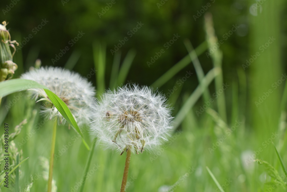 Fototapeta premium dandelion in the grass