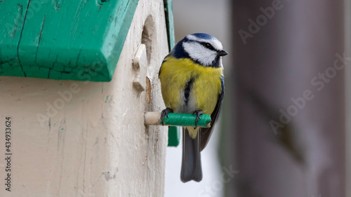 yellow and blue bird