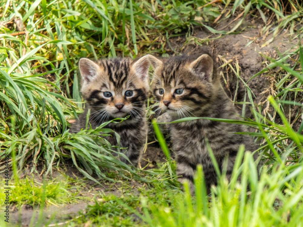 Scottish Wildcat Kittens