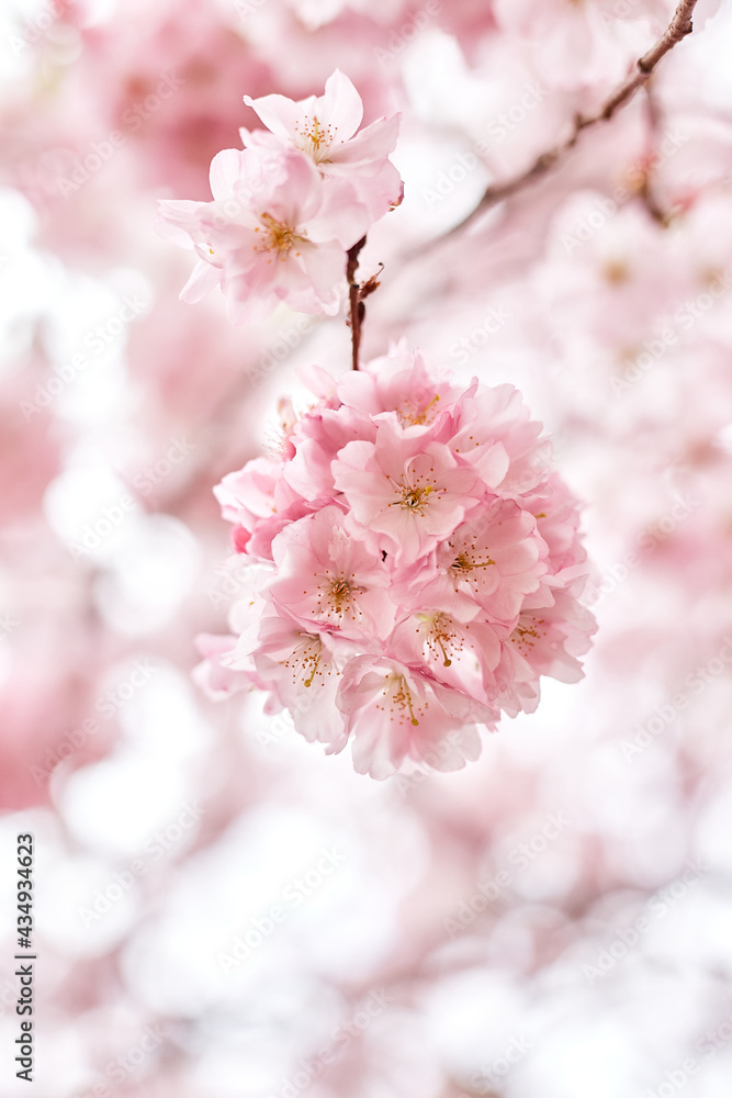 beautyful pink cherry blossom flower sakura in spring, soft-selective focus