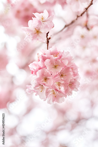 beautyful pink cherry blossom flower sakura in spring  soft-selective focus