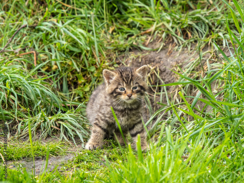 Scottish Wildcat Kitten
Scottish Wildcat Kitten