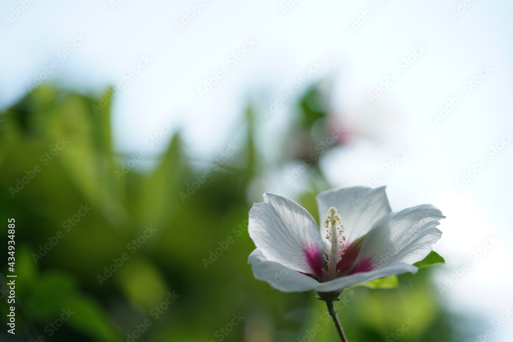 White Flowers of Rose of Sharon in Full Bloom
White Flowers of Rose of Sharon in Full Bloom