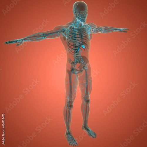 Human Internal system Lymph Nodes Anatomy photo