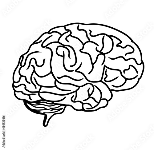 Brain black line drawing