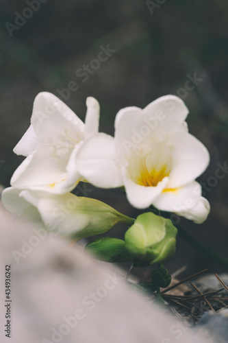 White freesia flowers in bloom during spring