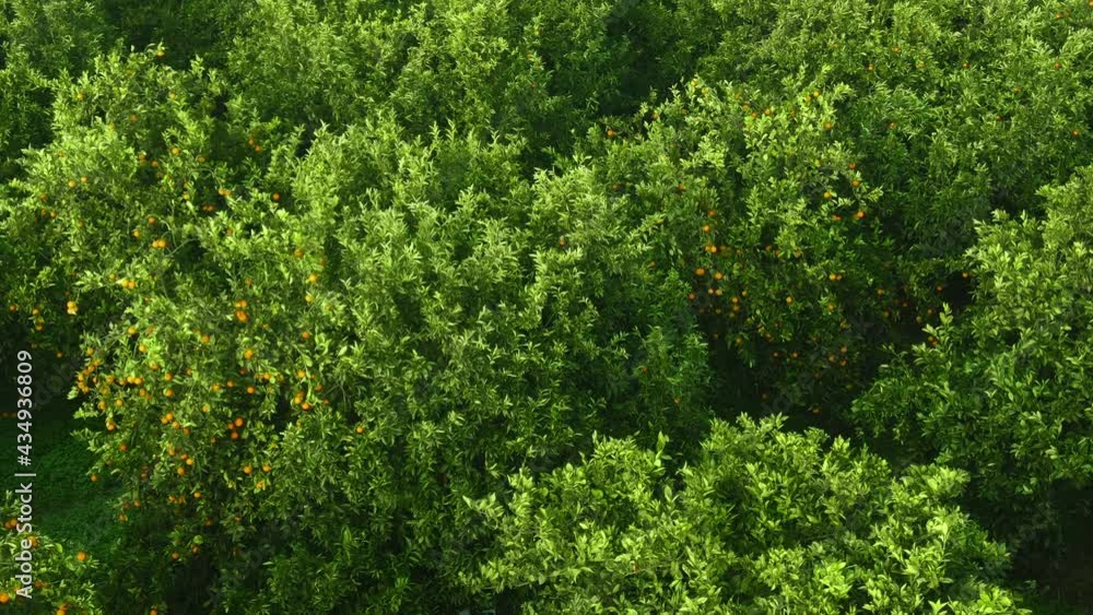orange trees with fruits aerial view. growing citrus trees. tropical and subtropical climate, fruit farming in Turkey. orange, lemon and lime trees orange trees with fruits aerial view. growing citrus trees. tropical and subtropical climate, fruit farming in Turkey. orange, lemon and lime trees