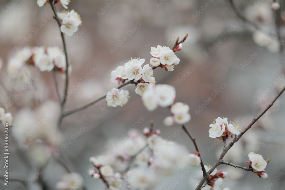 blooming apricot blooms and pleases everyone around blooming apricot blooms and pleases everyone around