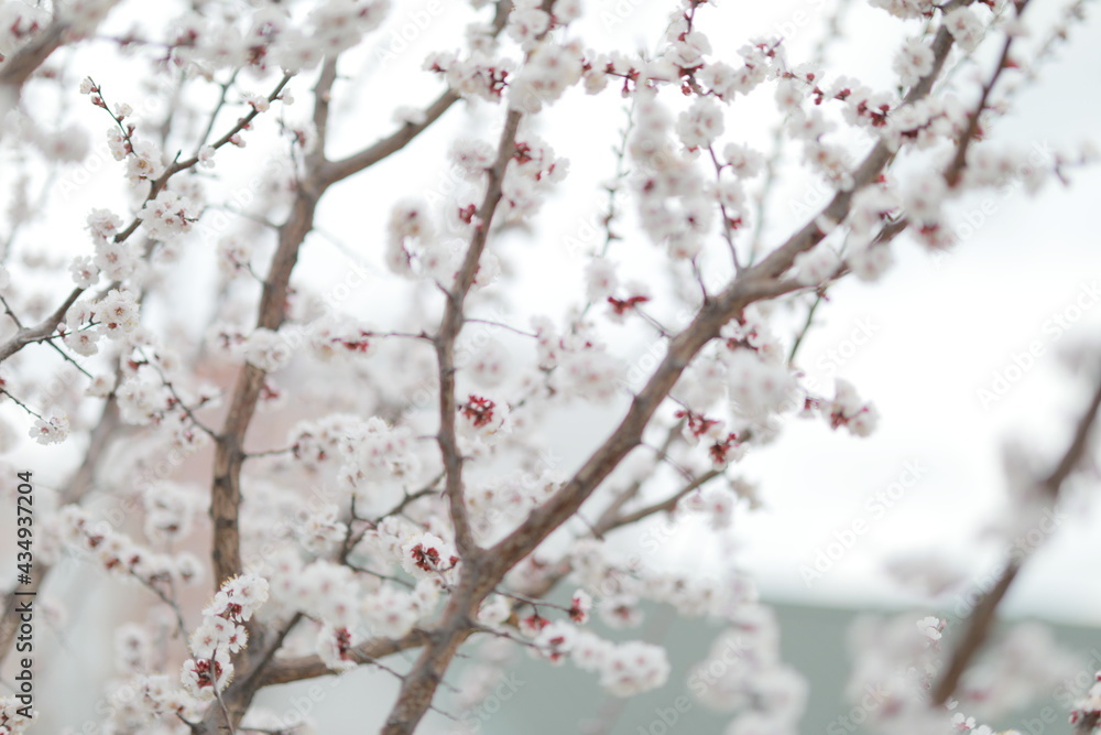 blooming apricot blooms and pleases everyone around blooming apricot blooms and pleases everyone around