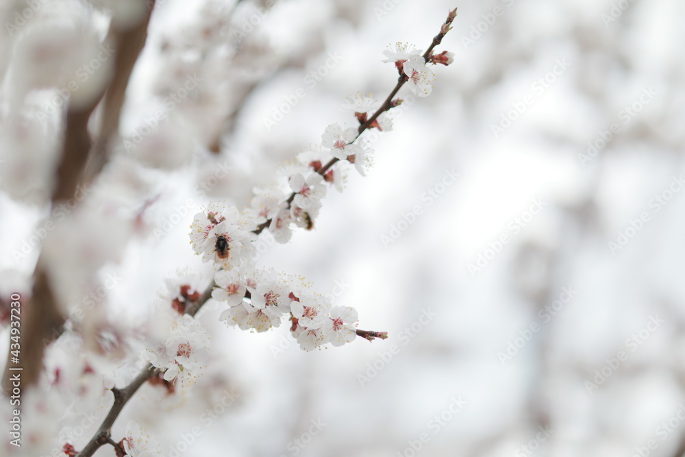 blooming apricot blooms and pleases everyone around blooming apricot blooms and pleases everyone around
