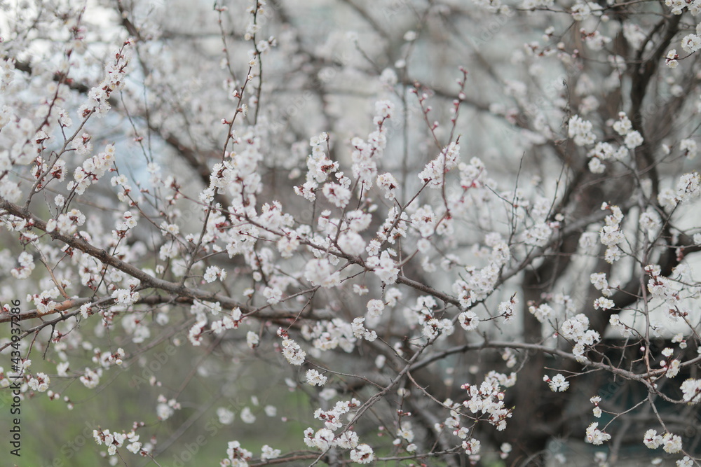 blooming apricot blooms and pleases everyone around blooming apricot blooms and pleases everyone around