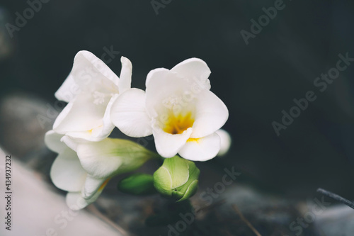 Фотография White freesia flowers in bloom during spring