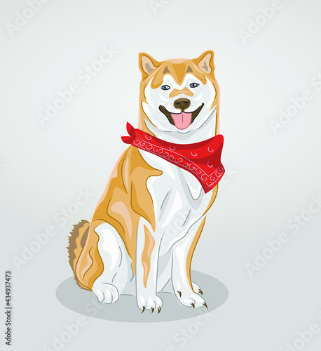 Akita inu is a famous Japanesse breed. Here the dog is wearing American bandana.