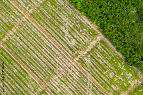 Aerial view or top view, furrows row pattern in paddy field near wild, Chiang Mai Thailand. Copy space for text.