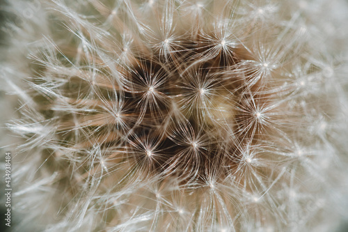 close up of seeds of a dandelion