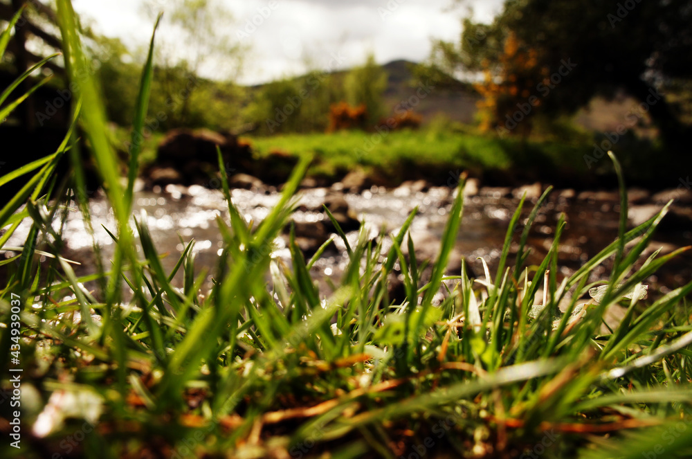 grass near the river grass near the river