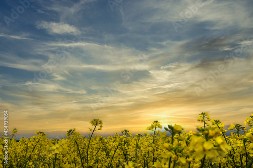 field of yellow flowers
