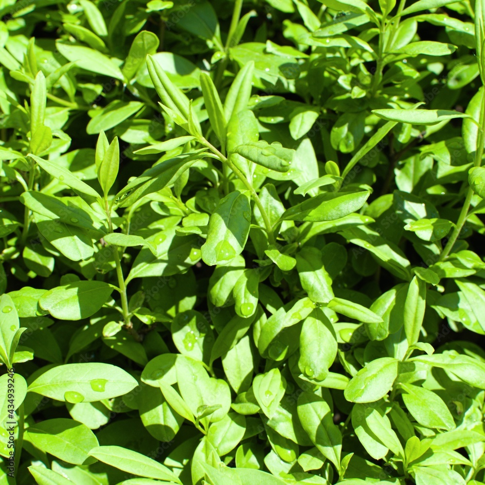 bright green bush leaves with drops after rain bright green bush leaves with drops after rain