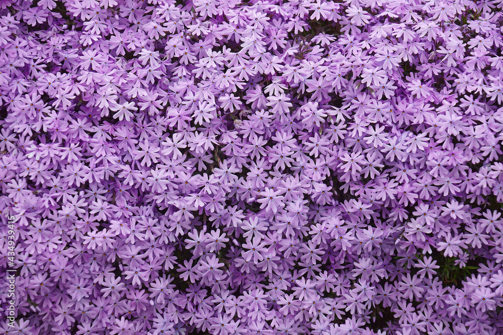 Close-up image of Creeping phlox flowers. Close-up image of Creeping phlox flowers.