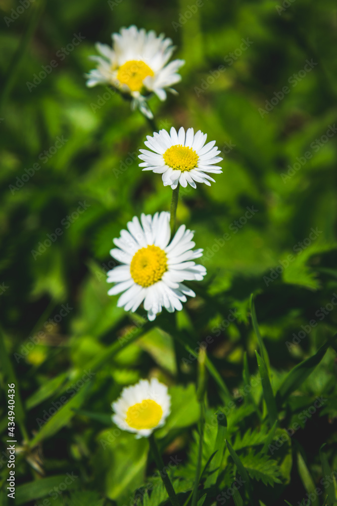 Beautiful daisy in the grass Beautiful daisy in the grass