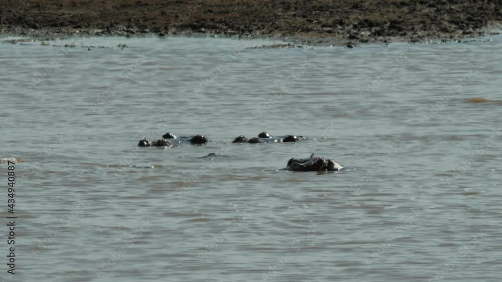 Common Hippopotamus in Natural Environment, South Africa Common Hippopotamus in Natural Environment, South Africa