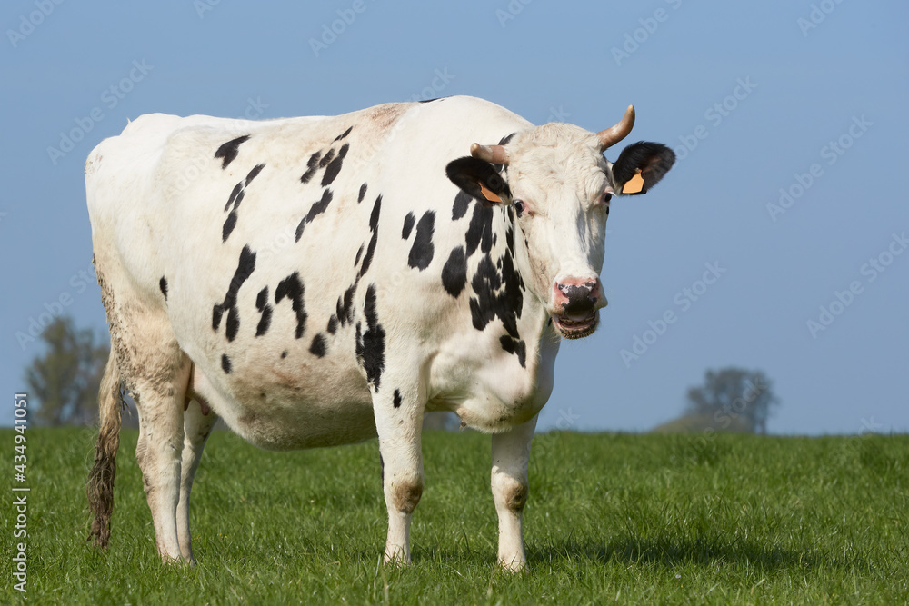 Portrait of a cow in the meadow Portrait of a cow in the meadow