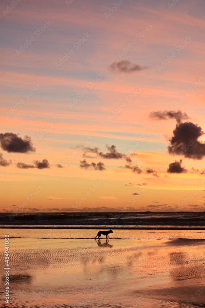 グラデーションが美しい夕焼けを背景に遠浅のビーチを歩く犬【ニュージーランド】

