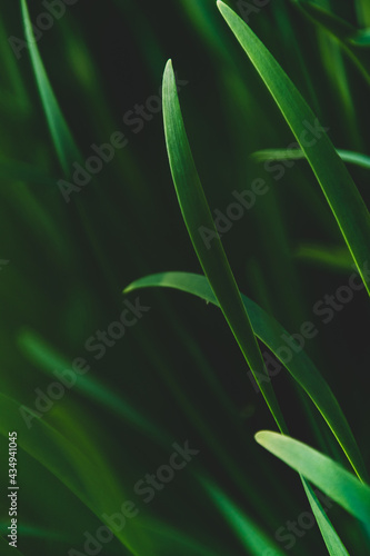 Close up of beautiful green leaves