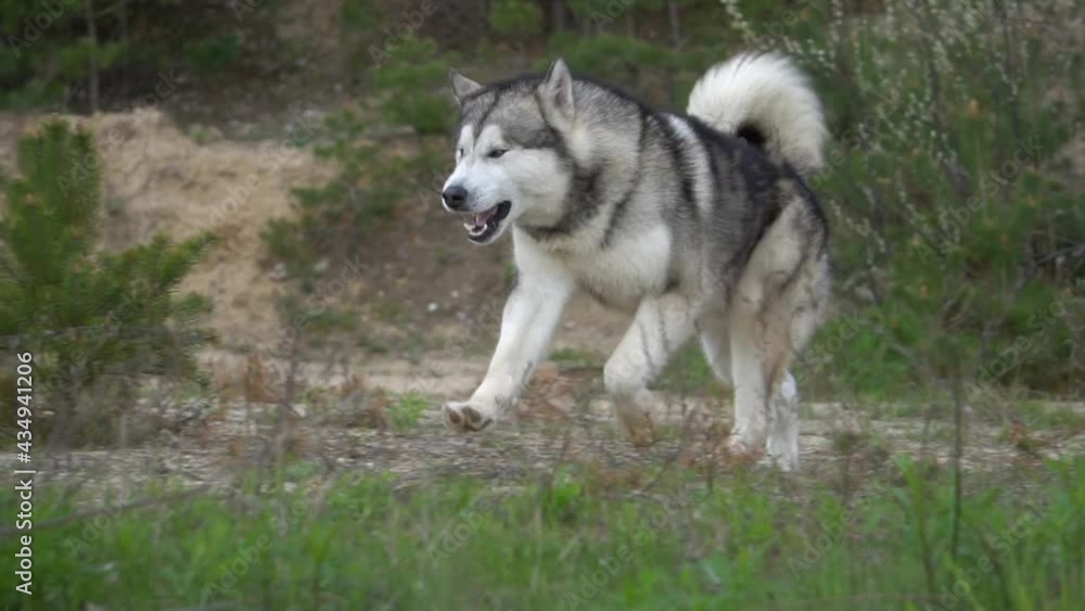 malamute on a walk, slow motion malamute on a walk, slow motion