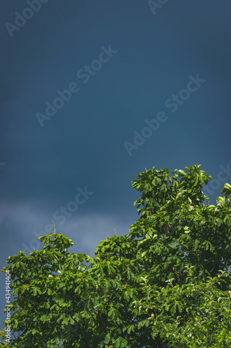 Tree and cloudy sky in summer