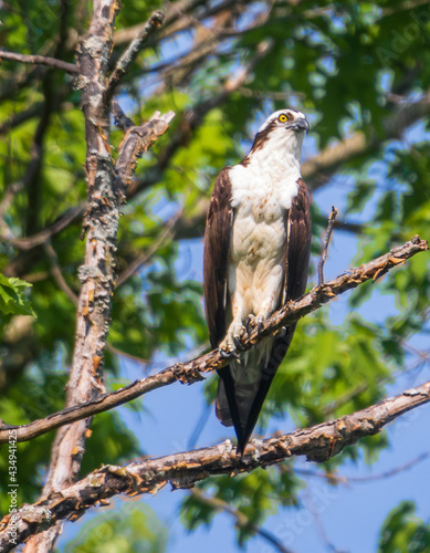 Male osprey looking to the right