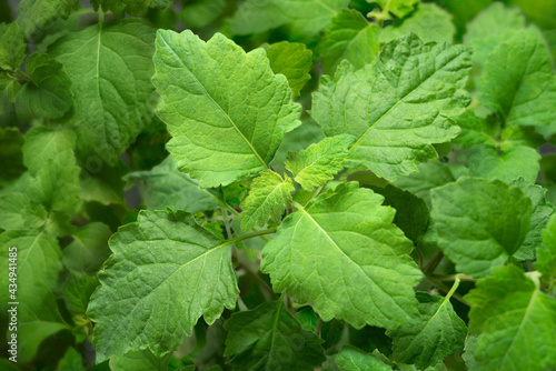 nature background of fresh patchouli plant, fresh herb