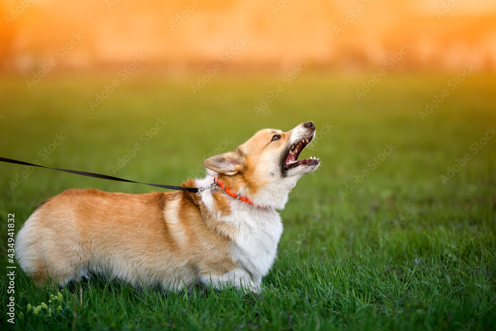 dog on the green the grass on the leash barks menacingly opening its mouth and showing