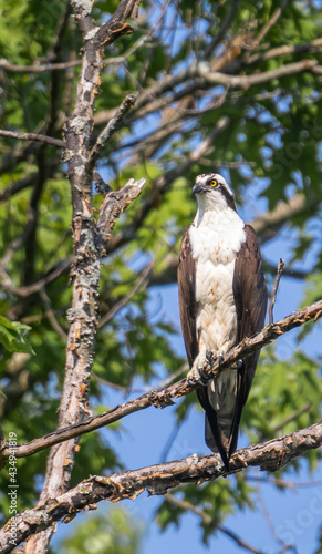 Male osprey looking to the left