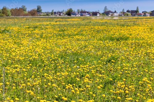 Summer field with dandelions flowers
