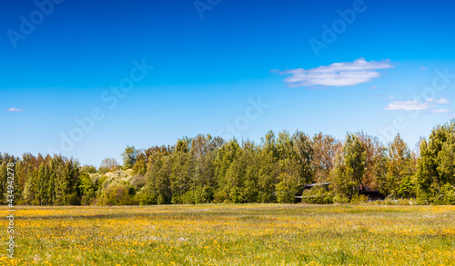 Landscape with summer field under cloudy blue sky