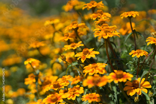 field of yellow flowers