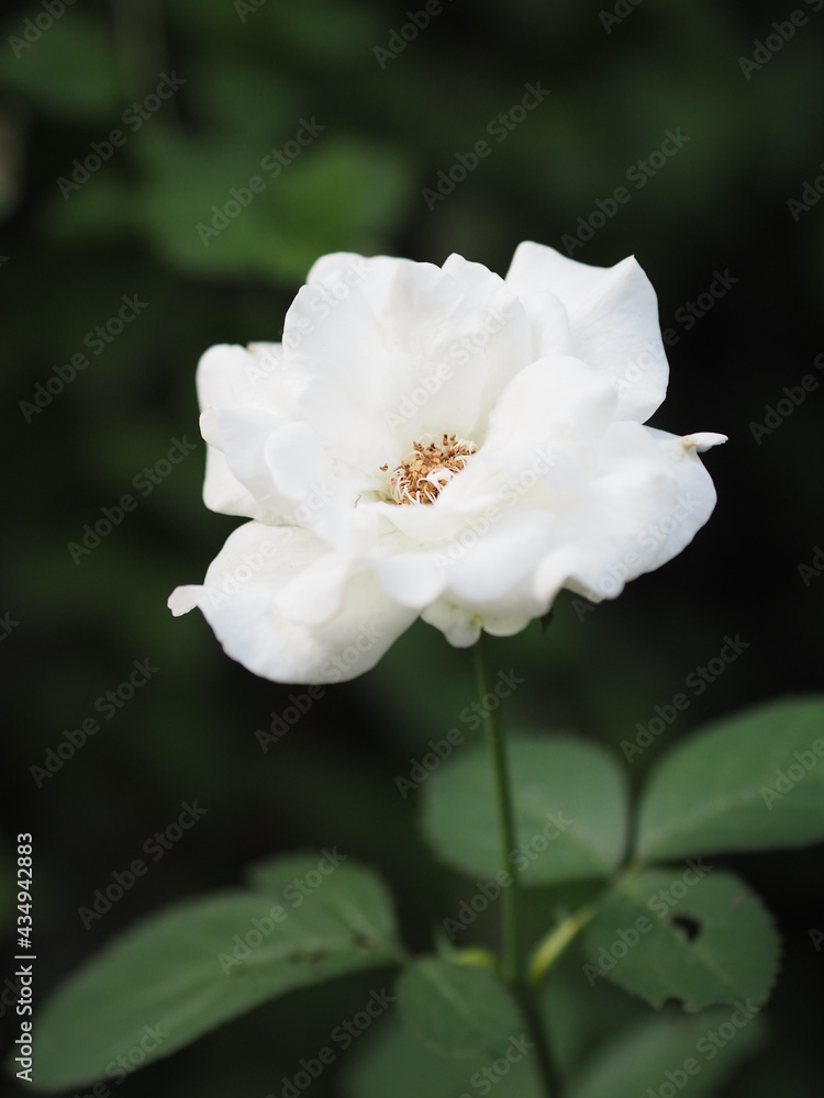 white color flower blooming in garden blurred of nature background, copy space concept for write text design in front background for banner, card, wallpaper, webpage, greeting card Valentine Day white color flower blooming in garden blurred of nature background, copy space concept for write text design in front background for banner, card, wallpaper, webpage, greeting card Valentine Day