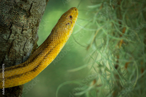 Yellow Rat Snake  photo