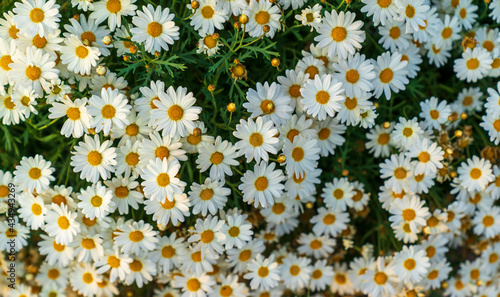 daisies in a field