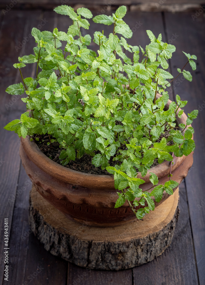 Close view of mint leaves plant in a clay pot 