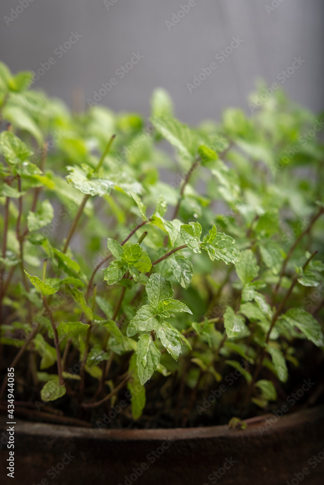 Close view of mint leaves plant in a clay pot Close view of mint leaves plant in a clay pot