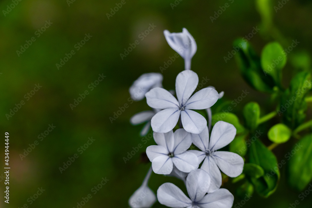 beautiful plumbago auriculata flower bush blooming in front of blurry green background. spring and winter concept beautiful plumbago auriculata flower bush blooming in front of blurry green background. spring and winter concept
