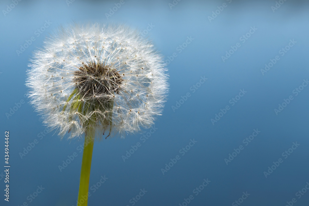 Fluffy white dandelion on a blue background. Fragile dandelion with seeds