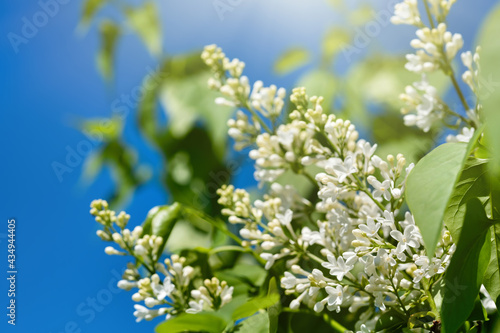 Blooming white lilac against the blue sky on a sunny day