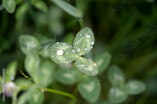 Wet green clover leaves at a rainy day at springtime. Photo taken May 21st, 2021, Zurich, Switzerland.