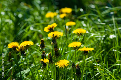 Blooming yellow dandelions in a green field on a sunny day