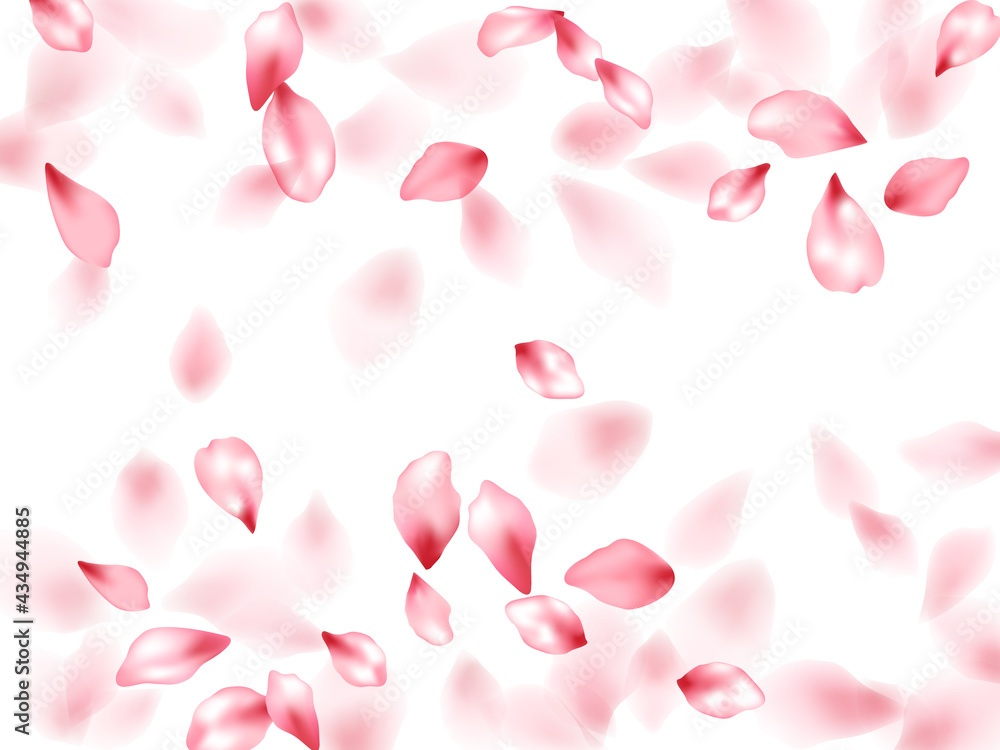 Pink sakura flower flying petals isolated on white image backgr