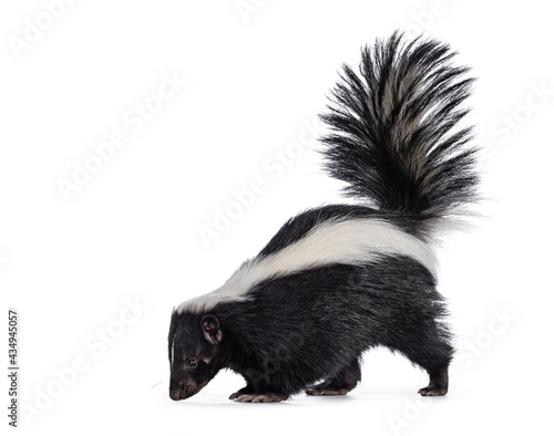 Fotografiet Cute classic black with white stripe young skunk aka Mephitis mephitis, standing side ways