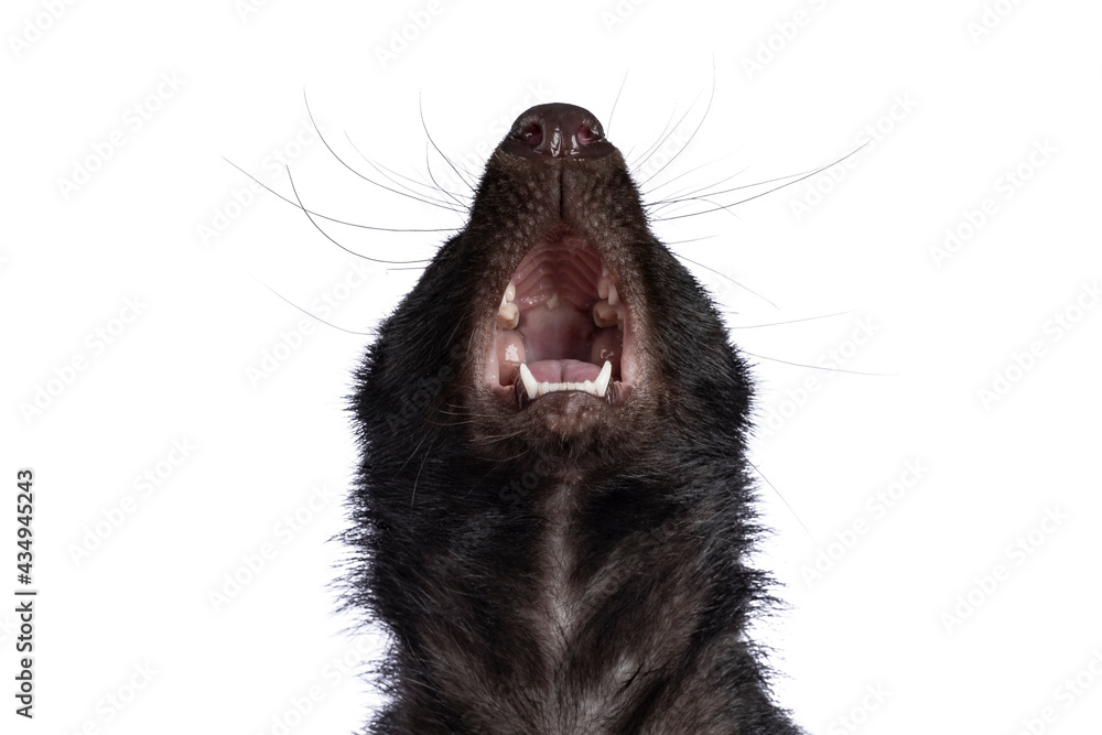 Head shot of classic black with white stripe young skunk aka Mephitis mephiti. Looking up showing inside of mouth. Isolated on a white background.d